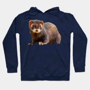 Ferret Hoodie